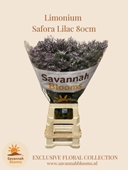 Limonium Safora Lilac 80cm 40gr.