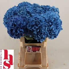 Hydrangea Pimpernel 60cm 18-20cm Hd