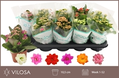 Kalanchoe Double Mix 10Ø 22cm