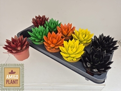 Echeveria Miranda 10Ø 13cm