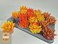 Echeveria Miranda 6Ø 9cm