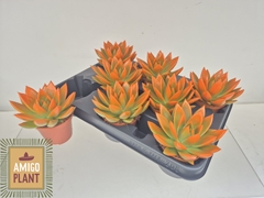 Echeveria Miranda 8Ø 12cm