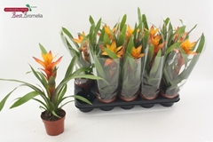 Guzmania Variada 12Ø 45cm