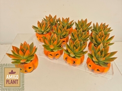 Echeveria Miranda 6Ø 9cm