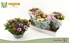 Chrysanth Elixer 23Ø 25cm