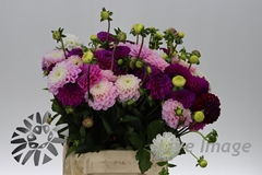 Dahlia Mix 40cm