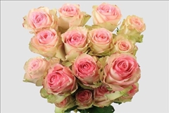 Rosa Esperance 70cm