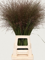 Panicum Warrior 90cm