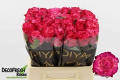Rosa Enchantment 40cm