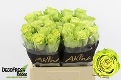 Rosa Green Generation 40cm
