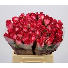 Rosa Nicoletta 40cm