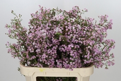 Chamelaucium Dancing Queen 80cm 75gr.