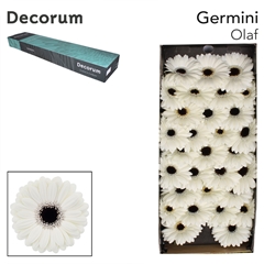 Gerbera Mini Black Center Olaf 45cm 7cm Hd