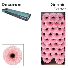Gerbera Mini Black Center Everton 45cm 7cm Hd