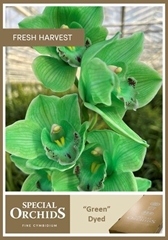 Cymbidium Painted Green 60cm