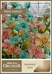 Cymbidium Painted Rainbow 70cm