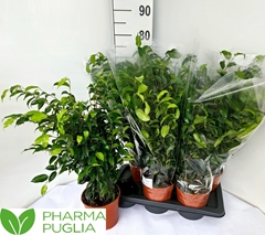Ficus Benjamina Danielle 17Ø 70cm