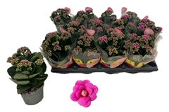 Kalanchoe Double More Flowers Augusta 10Ø 22cm