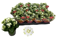 Kalanchoe Double Rose Flowers Greta 10Ø 22cm