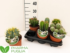 Cactus Mix 14Ø 20cm