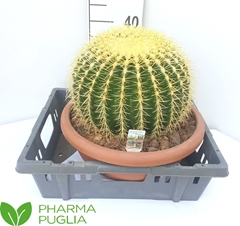 Echinocactus Grusoni 40Ø 35cm