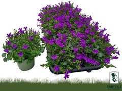 Campanula Blue Get Mee 10Ø 20cm