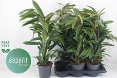 Ficus Amstel King 17Ø 75cm