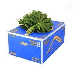 Fatsia Japonica Per Bunch 40cm