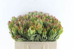 Leucadendron Safari Goldstrike 50cm