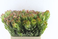Leucadendron Safari Goldstrike 60cm