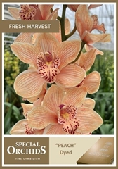 Cymbidium Painted Peach 50cm