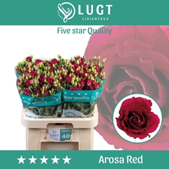 Eustoma Double Arosa Red 70cm