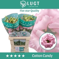 Eustoma Double Cotton Candy 70cm