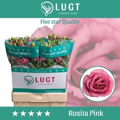 Eustoma Double Rosita Rose Pink 70cm