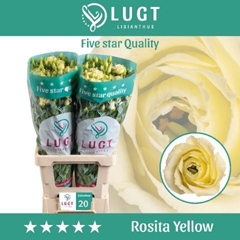 Eustoma Double Rosita Yellow 70cm