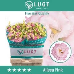 Eustoma Double Alissa Pink 70cm