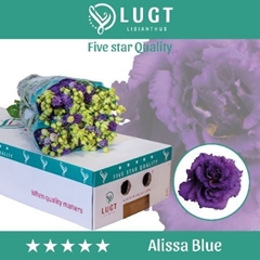 Eustoma Double Alissa Blue 70cm