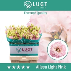 Eustoma Double Alissa Light Pink 70cm