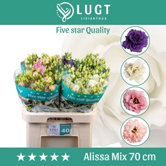 Eustoma Double Alissa Mix 70cm