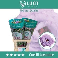 Eustoma Double Corelli Lavender 70cm