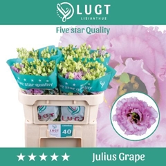 Eustoma Double Julius Grape 70cm