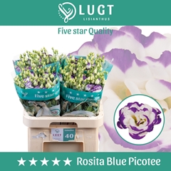 Eustoma Double Rosita Blue Picotee 70cm