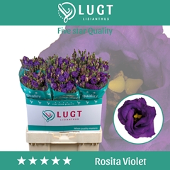 Eustoma Double Rosita Violet 70cm