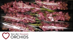 Cymbidium Mrs. Pink Lady 80cm