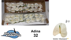 Anthurium Adina 11cm Hd