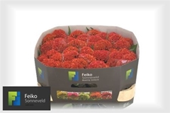 Celosia Reprise Orange 72cm