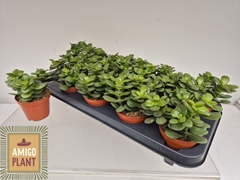 Crassula Minor 8Ø 14cm