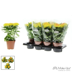 Chrysanth Supernova Yellow 13Ø 33cm