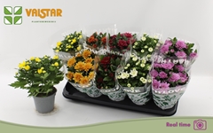 Chrysanth Mix 7 Colours 12Ø 25cm
