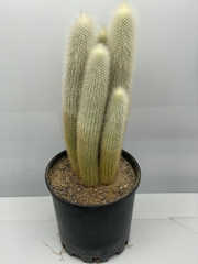 Cleistocactus Strausii 25Ø 70cm